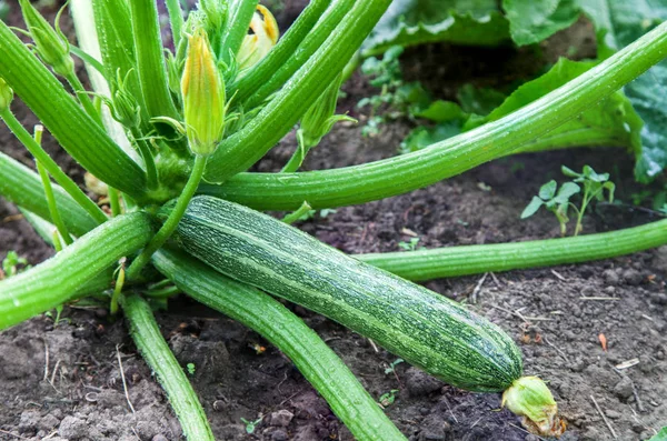 Grön zucchini växer i trädgården — Stockfoto