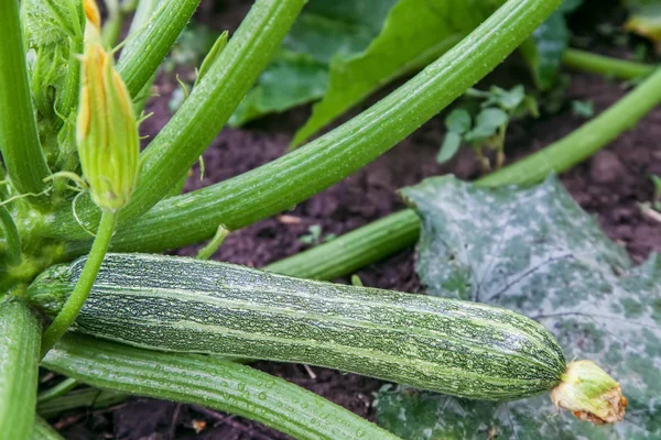 Zielonej cukinii rośnie w ogrodzie — Zdjęcie stockowe