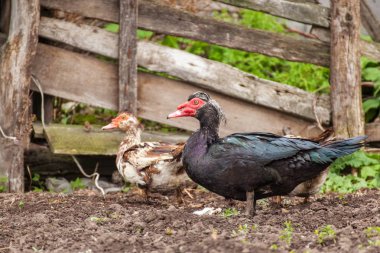 Muscovy ducks ( Cairina moschata ) outdoors clipart