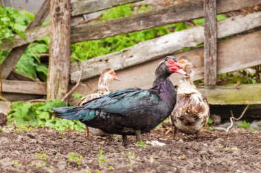 Muscovy ördek (Cairina m) açık havada