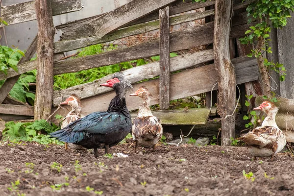 Barbarijse eenden (Cairina moschata) buiten — Stockfoto