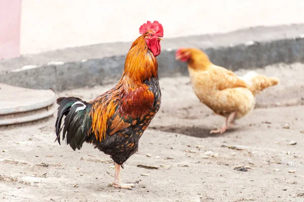 Rooster and hen on poultry yard — Stock Photo, Image