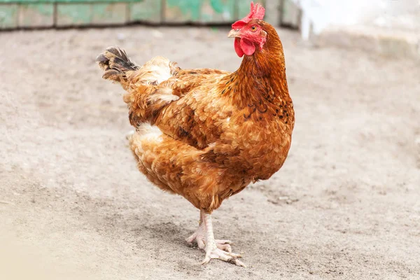 Red chicken hen outside — Stock Photo, Image