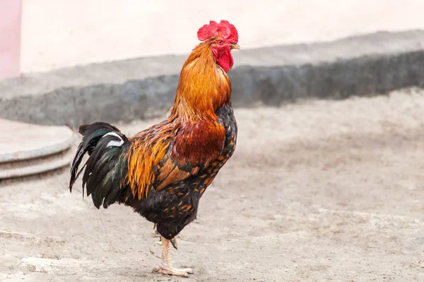 Rooster standing on one leg — Stock Photo, Image