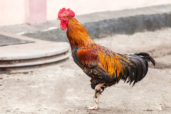 Rooster standing on one leg — Stock Photo, Image