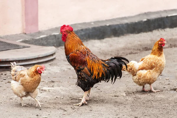 Rooster and hen on poultry yard — Stock Photo, Image