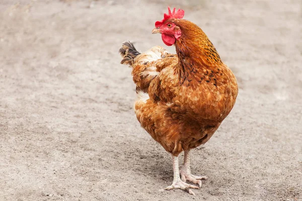 Red chicken hen outside — Stock Photo, Image