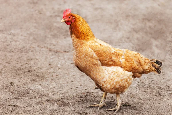 밖에 서 빨간 닭 암 탉 — 스톡 사진