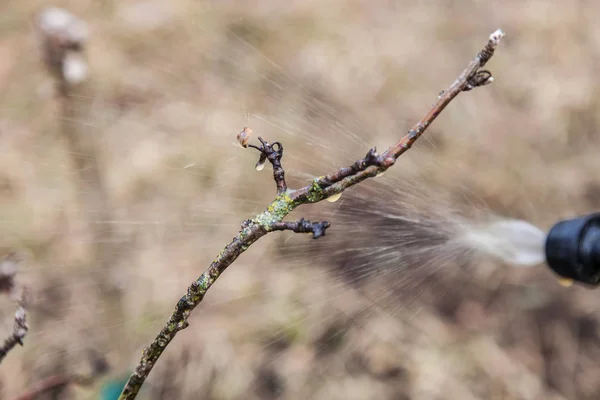 Spruzzatura di alberi con vetriolo di ferro — Foto Stock