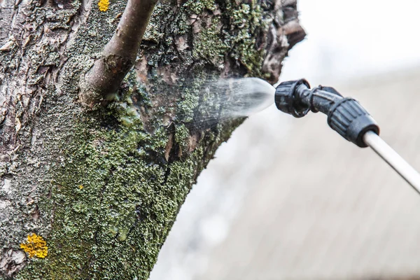 Besprengung von Bäumen mit Eisenkitriol — Stockfoto
