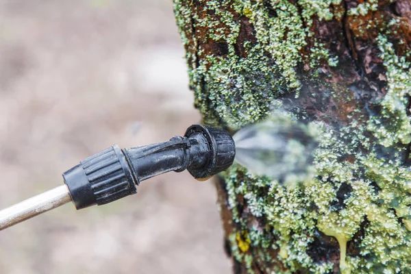 硫酸鉄が付いている木の散水 — ストック写真