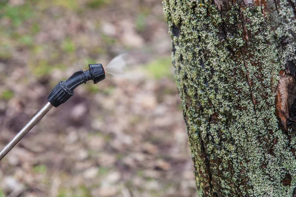 Beregening van bomen met ijzeren vitriool — Stockfoto