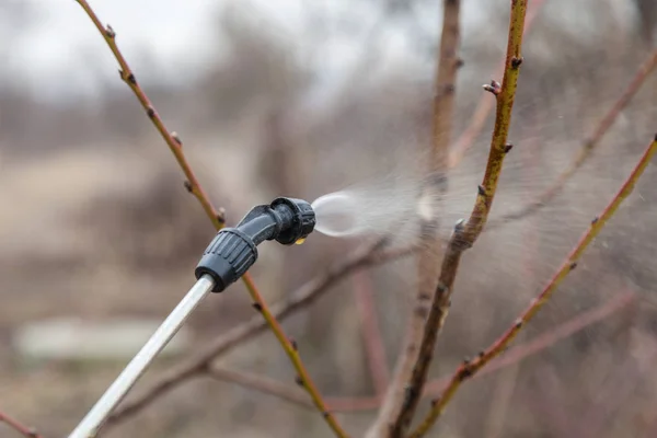 殺菌剤が付いている木の散水 — ストック写真