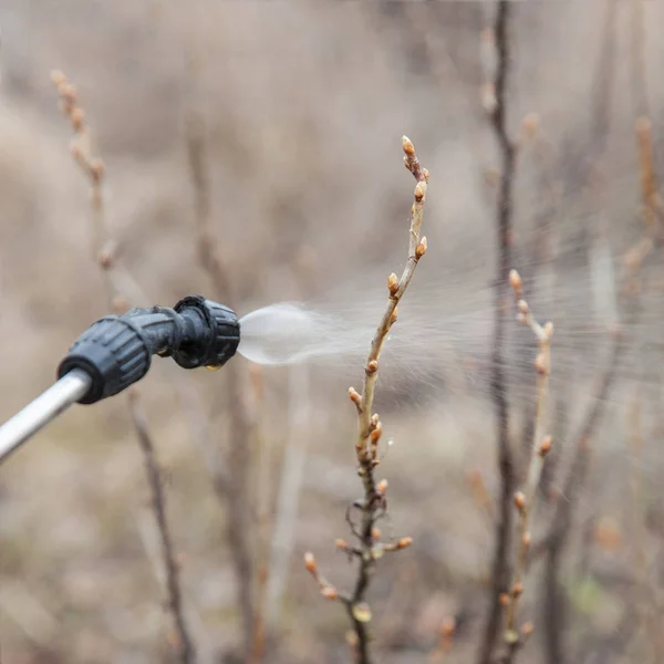 Streuung der Johannisbeere mit Fungizid — Stockfoto