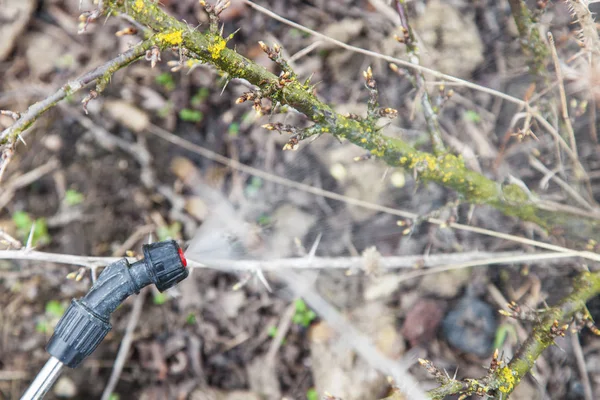 Spruzzatura di uva spina con fungicida — Foto Stock