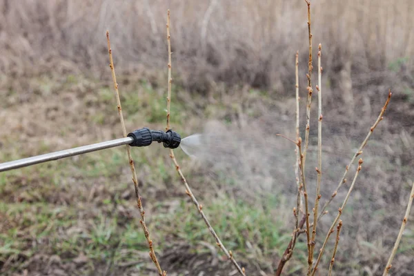 Spruzzatura di ribes con fungicida — Foto Stock