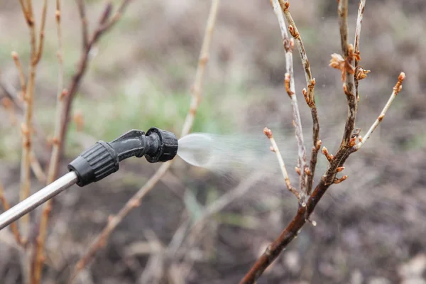 Sprinkling of currant with fungicide — Stock Photo, Image