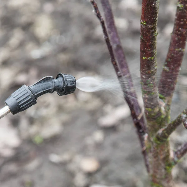 Spruzzamento di alberi con fungicida — Foto Stock