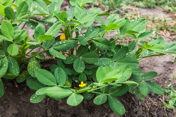 Growing peanuts on plantation close-up — Stock Photo, Image