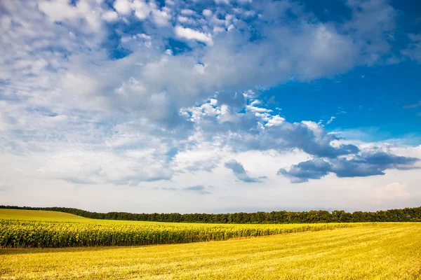 Fältet av mogna solros, landskap — Stockfoto