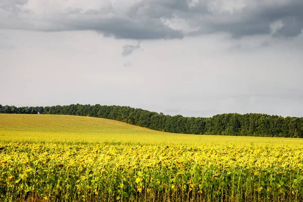 Feld der reifen Sonnenblume, Landschaft — Stockfoto