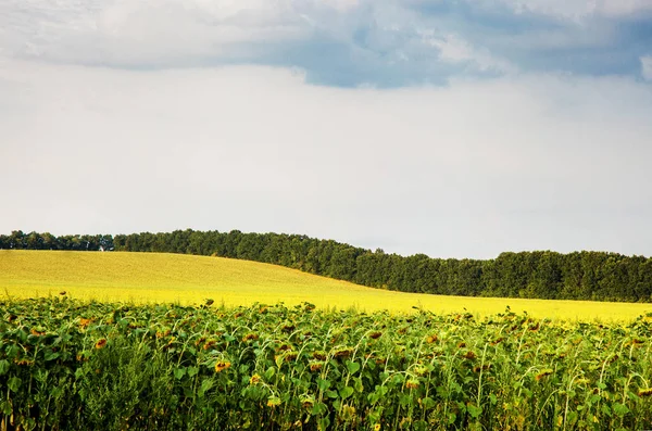 Feld der reifen Sonnenblume, Landschaft — Stockfoto