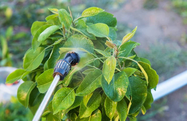 Pulverización de árboles con pesticidas — Foto de Stock