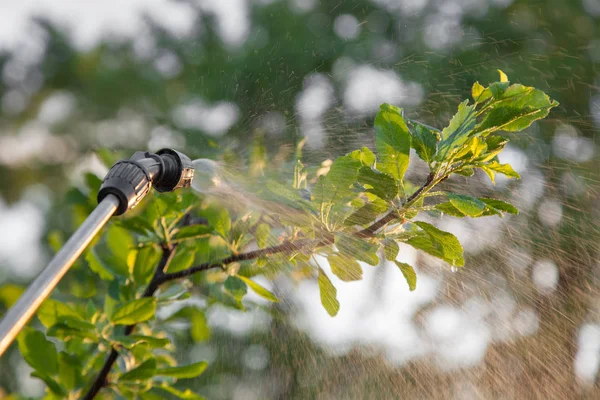 Pulvérisation de pesticides sur les arbres — Photo