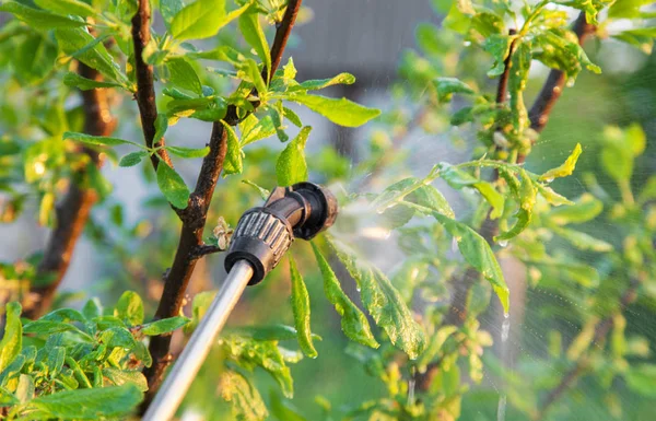 Spruzzare alberi con pesticidi — Foto Stock