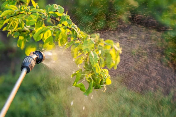 พ่นต้นไม้ด้วยยาฆ่าแมลง — ภาพถ่ายสต็อก