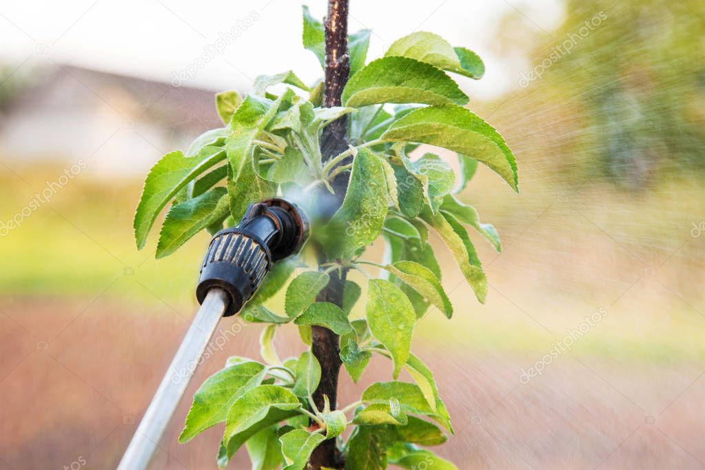Spraying trees with pesticides