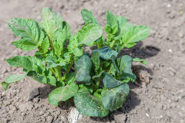 Kartoffelkeime werden durch Frost geschädigt — Stockfoto