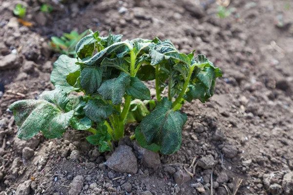 Potato sprouts are damaged by frost — Stock Photo, Image