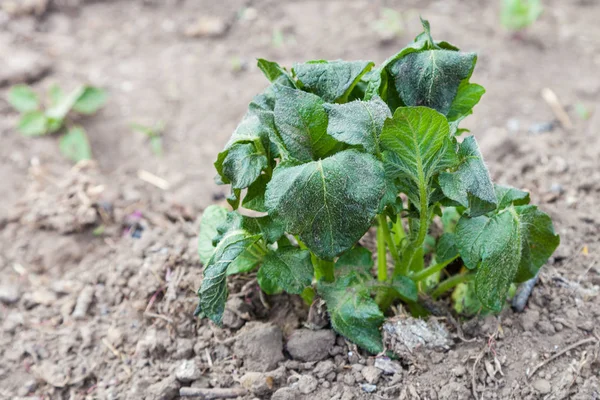 Potatis groddar är skadade av frost — Stockfoto