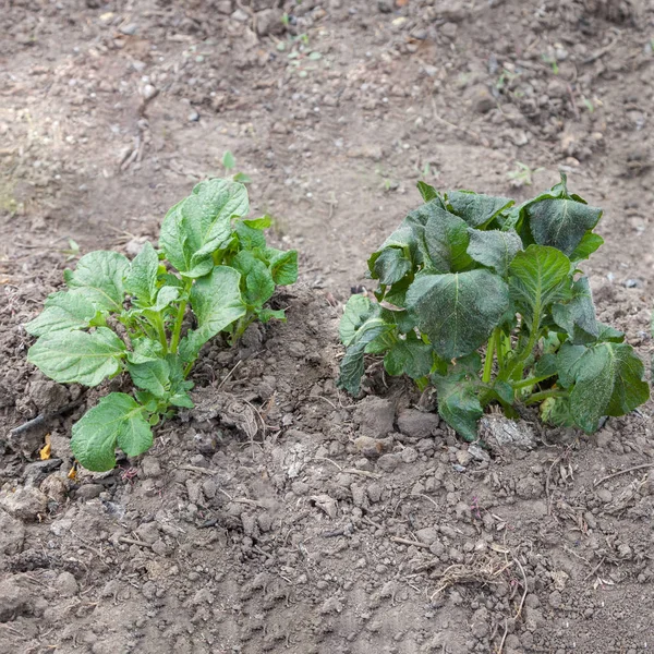 Aardappel spruiten zijn beschadigd door vorst — Stockfoto