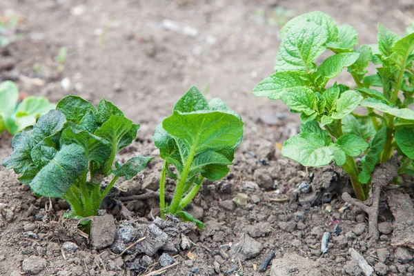 Potato sprouts are damaged by frost — Stock Photo, Image