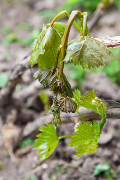 Poškození jarní mrazem v vinici — Stock fotografie