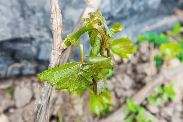 Frostschäden im Weinberg Stockfoto