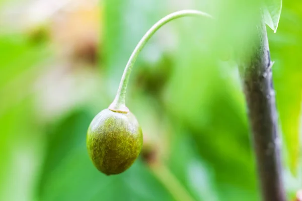 A cereja doce danifica-se pela geada — Fotografia de Stock