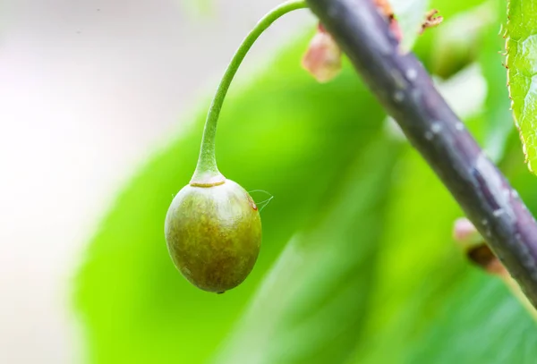 A cereja doce danifica-se pela geada — Fotografia de Stock