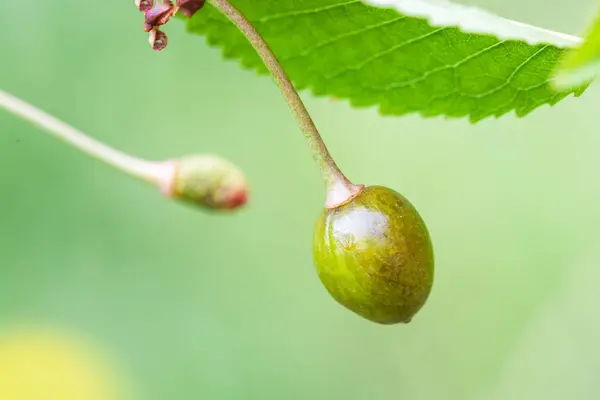 Sweet cherry berry skadas av frost — Stockfoto