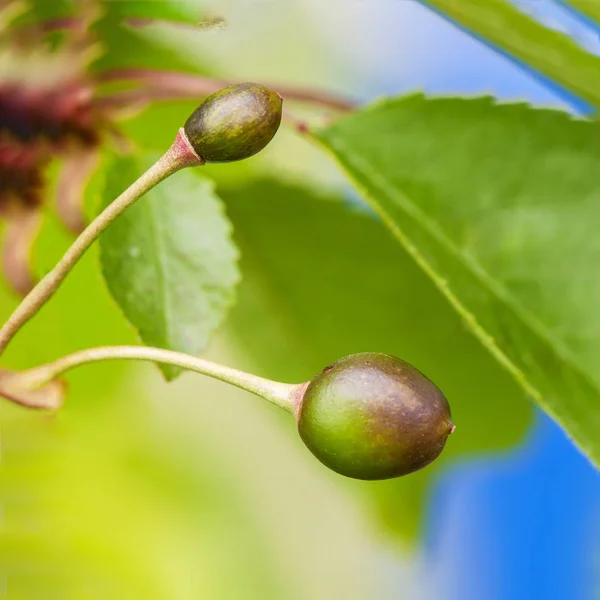 Dolce ciliegia bacca è danneggiato dal gelo — Foto Stock