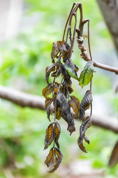 La planta de nuez está dañada por las heladas — Foto de Stock