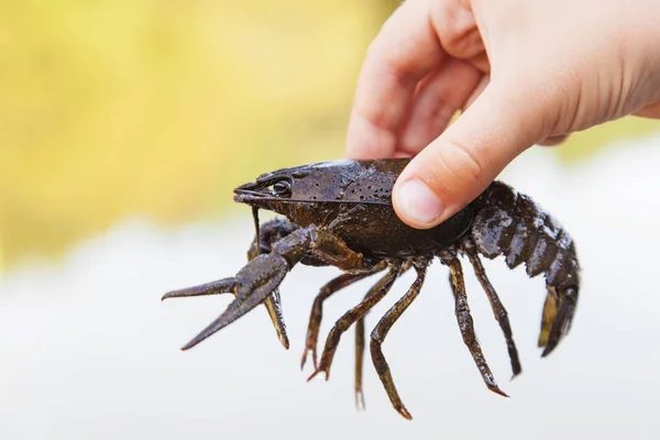 Hand holds crawfish — Stock Photo, Image