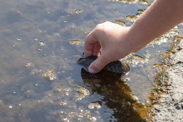 River crawfish is set free