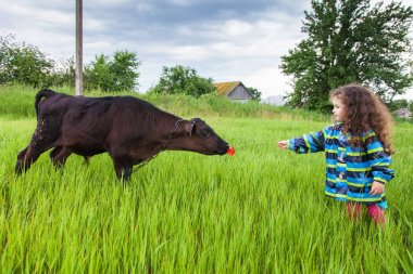 Kız buzağı çimen tarafından beslenir.