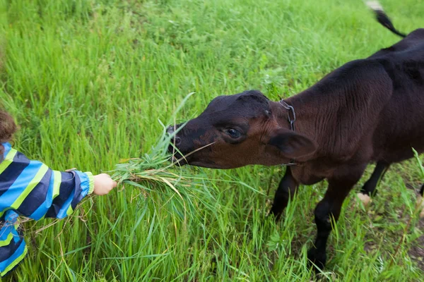 Mädchen füttert das Kälbergras — Stockfoto