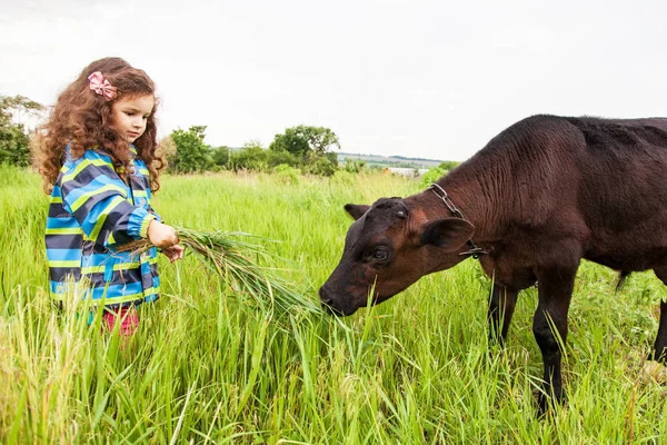 Chica alimenta la hierba de becerro —  Fotos de Stock