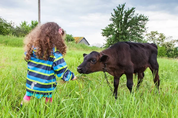 Flicka matar kalven gräset — Stockfoto