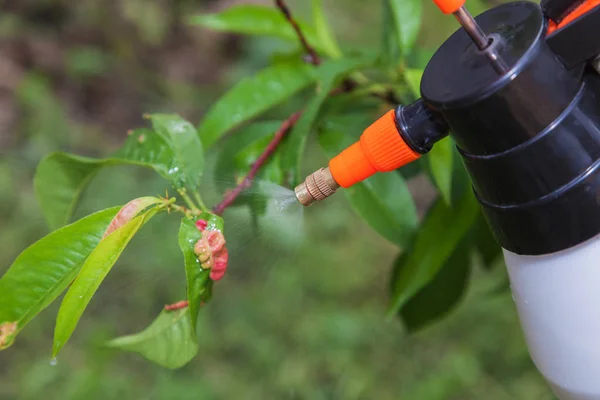 Menyemprot daun buah fungisida pohon — Stok Foto